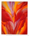Red Canna.